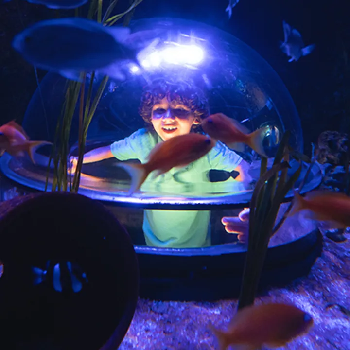ATTRACTIONS 400X500px 0024 SUBMARINE